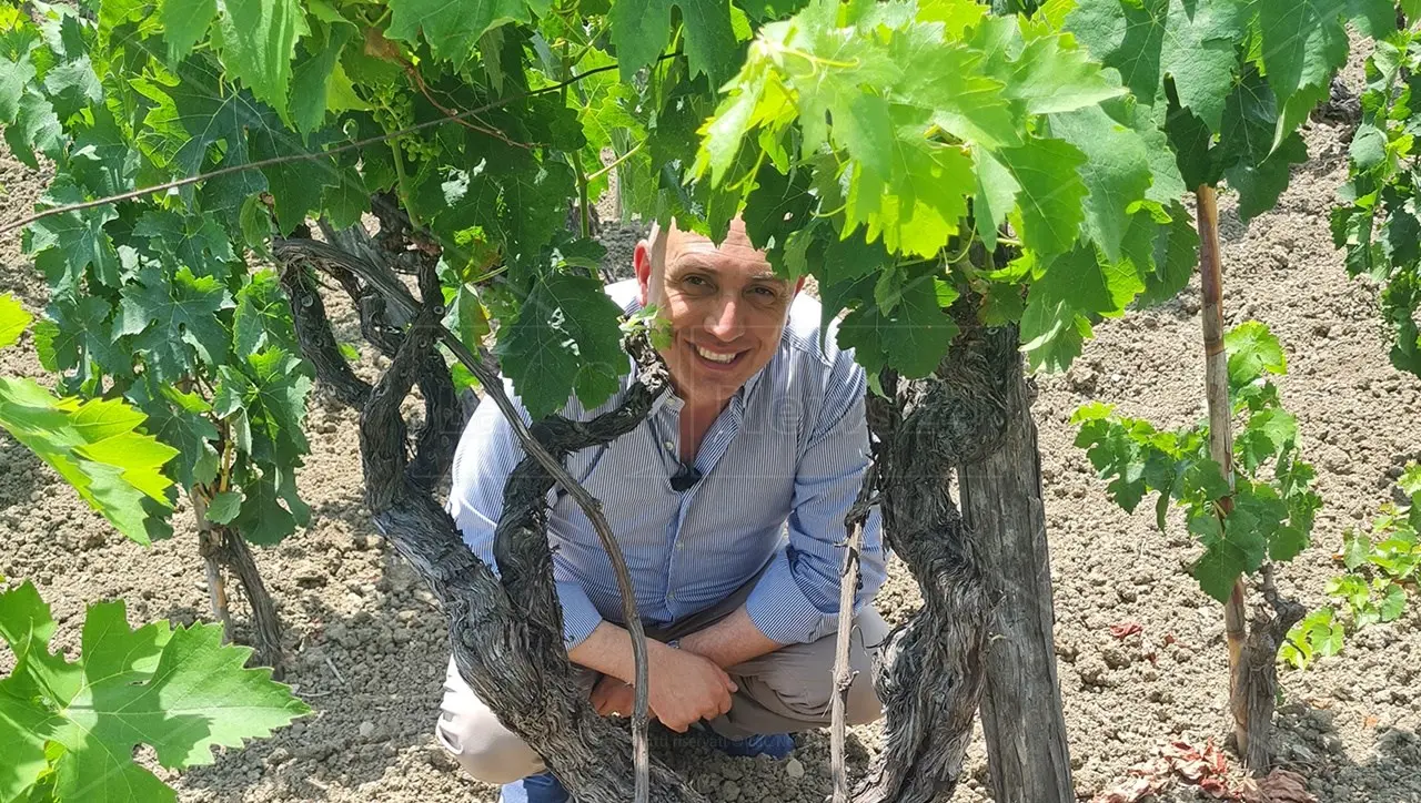 I vini di grande qualità nascono in vigna. Con Pasquale Iuzzolini a passeggio tra i vigneti del Cirotano