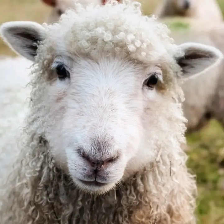 Catanzaro, il recupero della lana locale e la produzione di filati al centro di uno studio