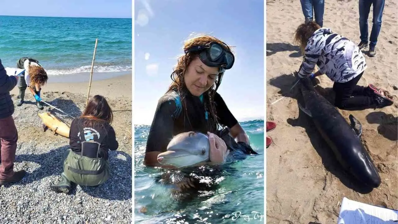 Gli angeli del mare di Montepaone: un centro recupero per gli animali in difficoltà di tutta la Calabria