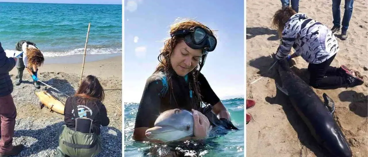 Gli angeli del mare di Montepaone: un centro recupero per gli animali in difficoltà di tutta la Calabria