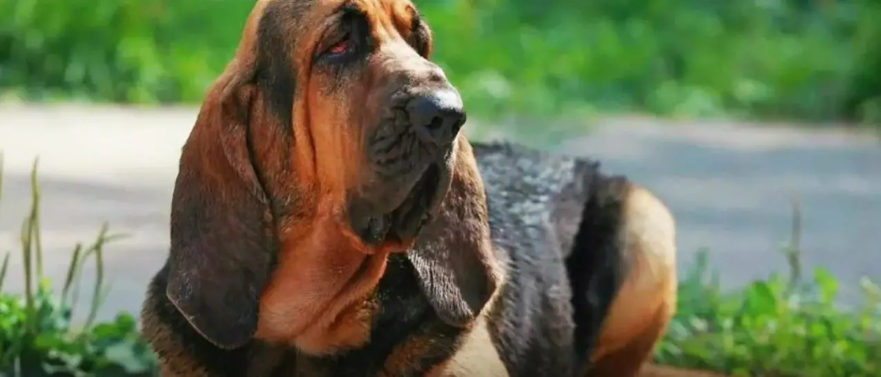 Eroi a quattro zampe: il fiuto dei cani molecolari nella ricerca di persone scomparse, droghe ed esplosivi