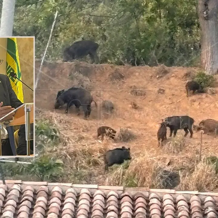 Coldiretti Calabria scende in piazza: il 18 giugno protesta contro l’emergenza cinghiali e fauna selvatica