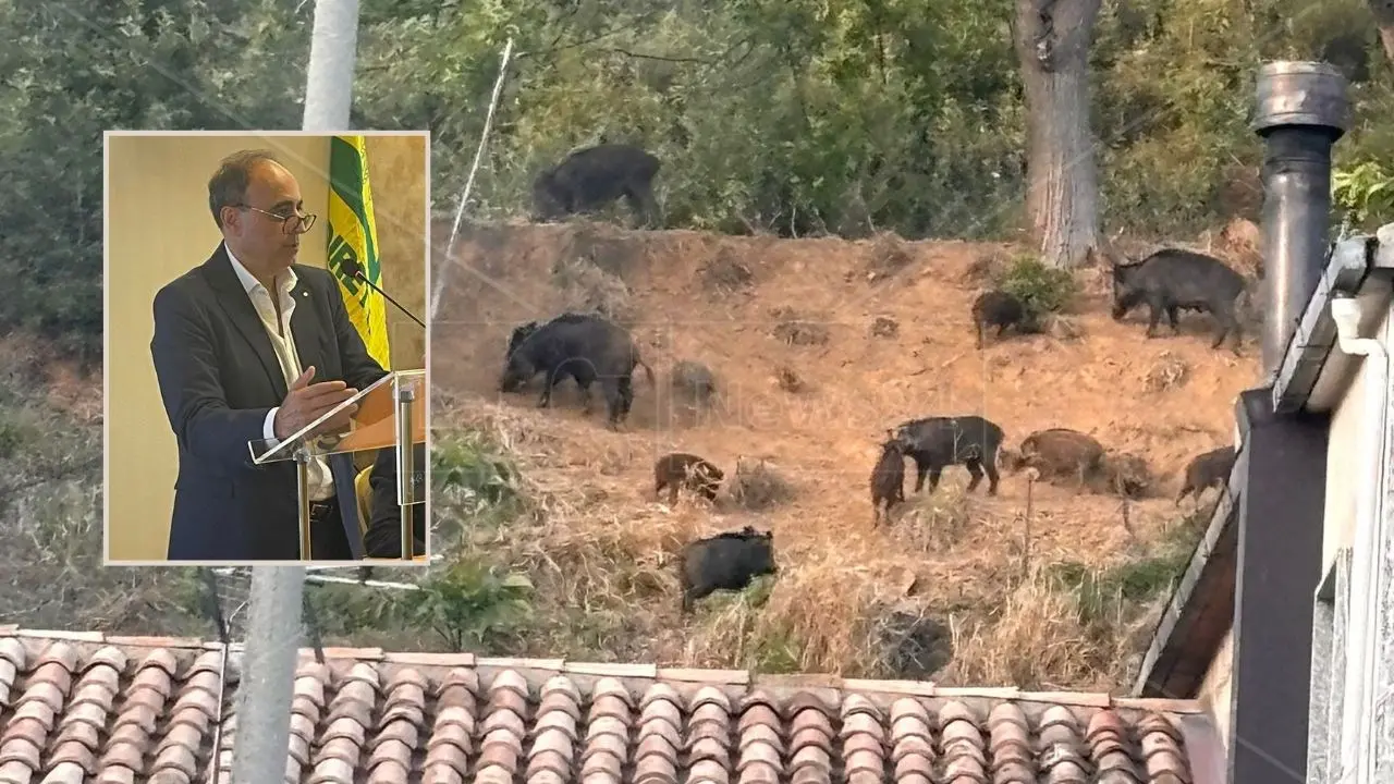 Coldiretti Calabria scende in piazza: il 18 giugno protesta contro l’emergenza cinghiali e fauna selvatica