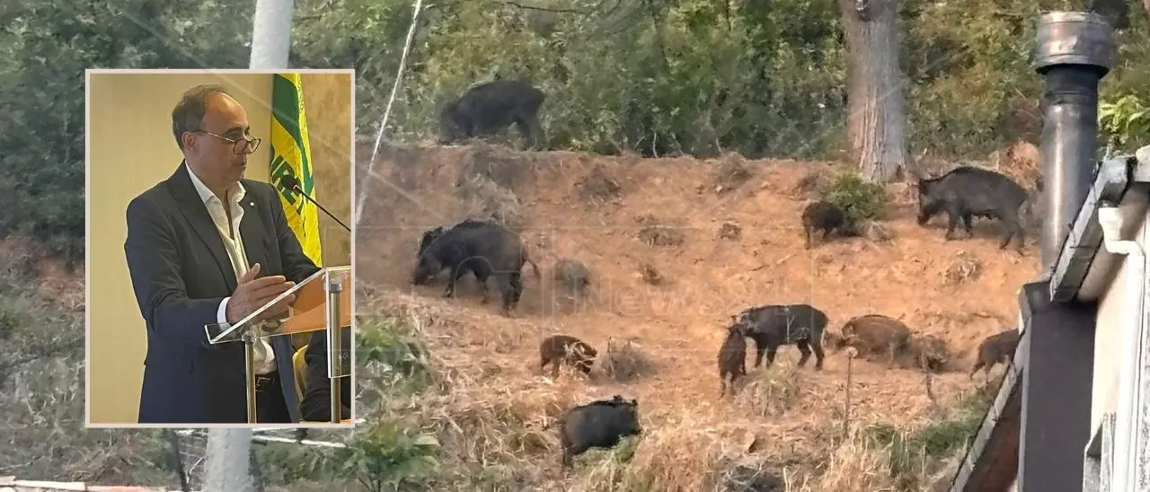 Coldiretti Calabria scende in piazza: il 18 giugno protesta contro l’emergenza cinghiali e fauna selvatica