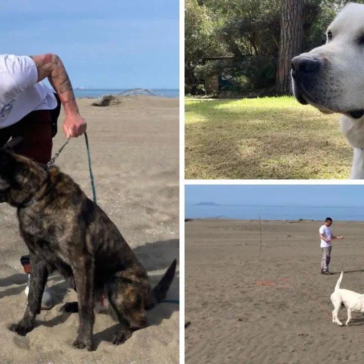 Anche in Calabria arrivano i tartadogs: cani sulle spiagge alla ricerca dei nidi di tartaruga marina