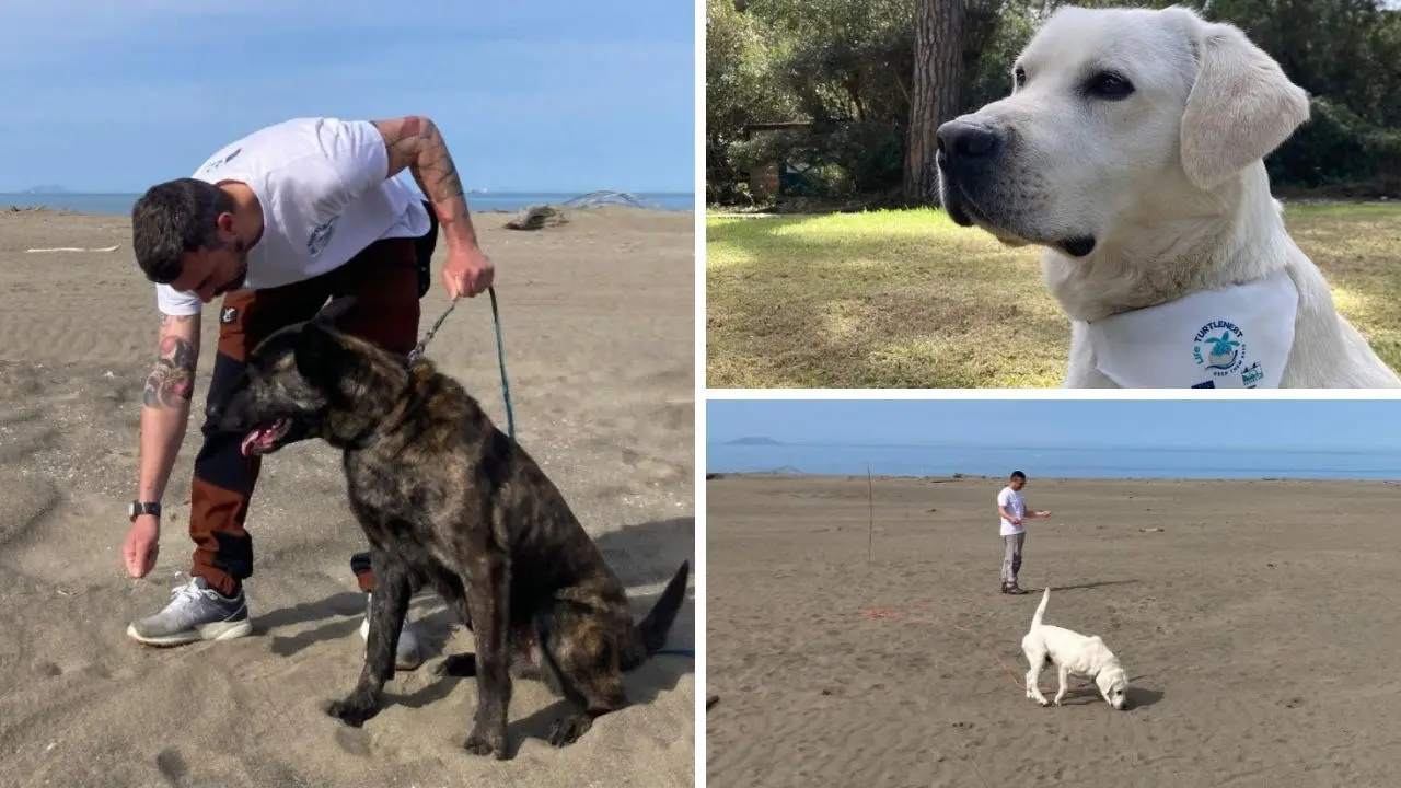 Anche in Calabria arrivano i tartadogs: cani sulle spiagge alla ricerca dei nidi di tartaruga marina