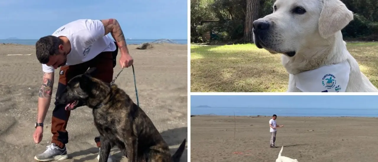 Anche in Calabria arrivano i tartadogs: cani sulle spiagge alla ricerca dei nidi di tartaruga marina
