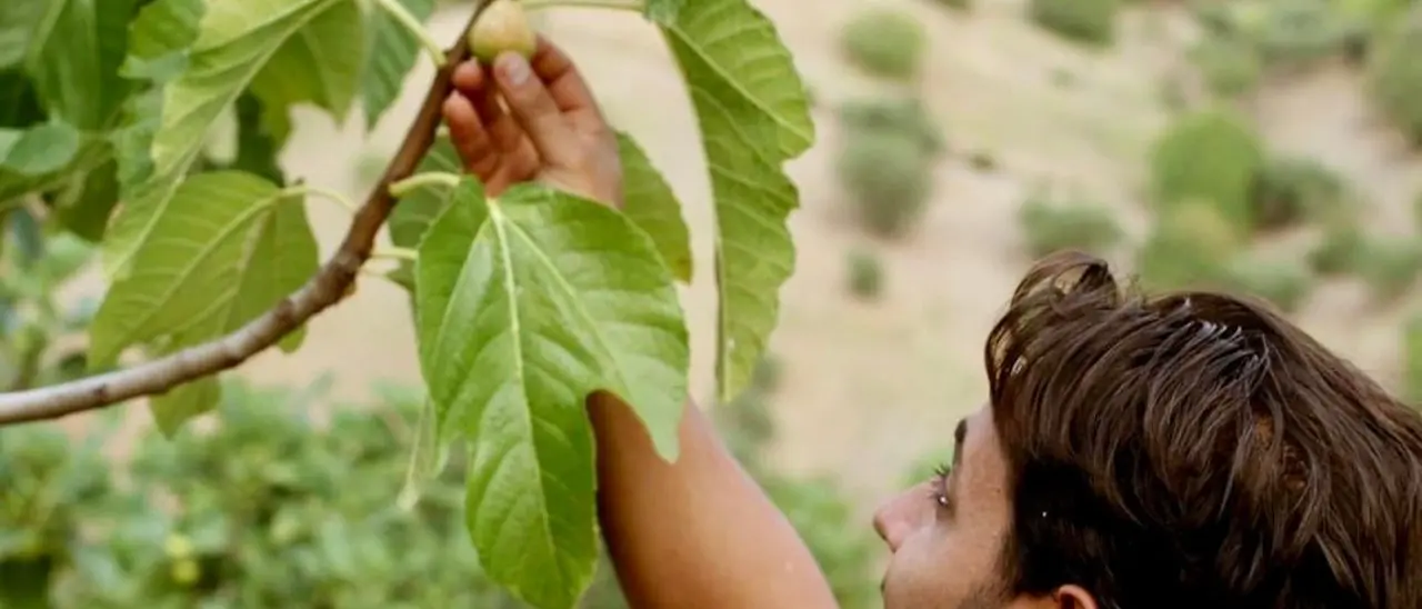 Il fico dottato, viaggio nell’azienda di Remo e Valerio: «Il nostro segreto? È essiccato al sole, senza conservanti»