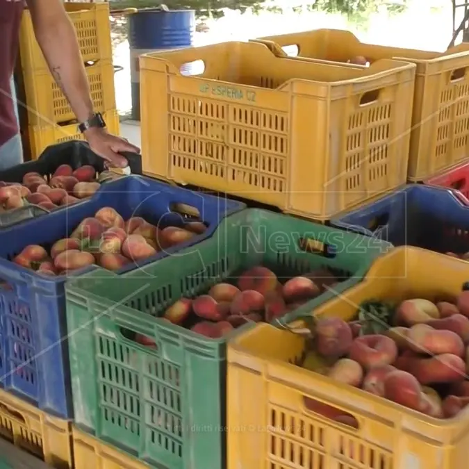 La Regione Calabria partner di Macfrut 2023, la fiera internazionale dell’ortofrutta di Rimini