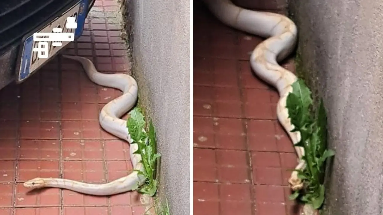 A Serra San Bruno è caccia al pitone bianco: un serpente di circa 2 metri avvistato in un condominio