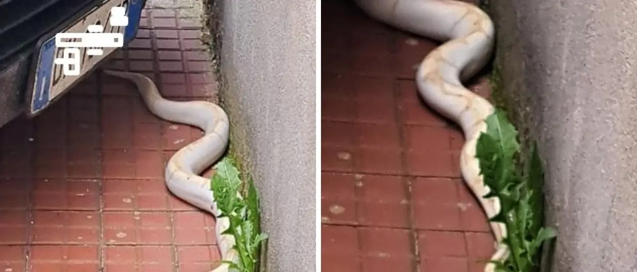 A Serra San Bruno è caccia al pitone bianco: un serpente di circa 2 metri avvistato in un condominio