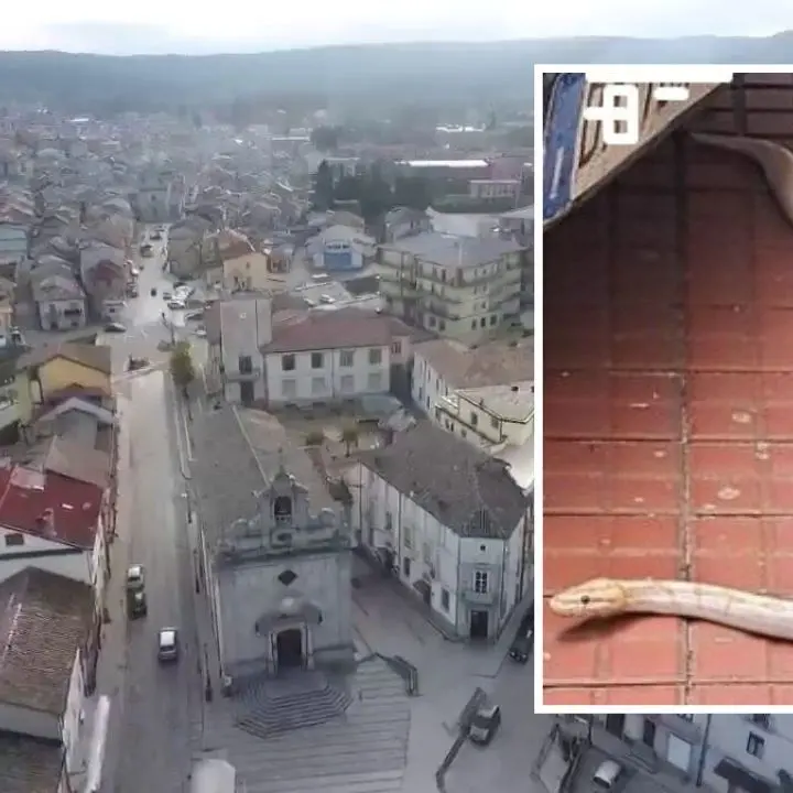 Il serpente di Serra è tornato a casa: tanta curiosità e qualche brivido per la fuga a lieto fine del pitone albino