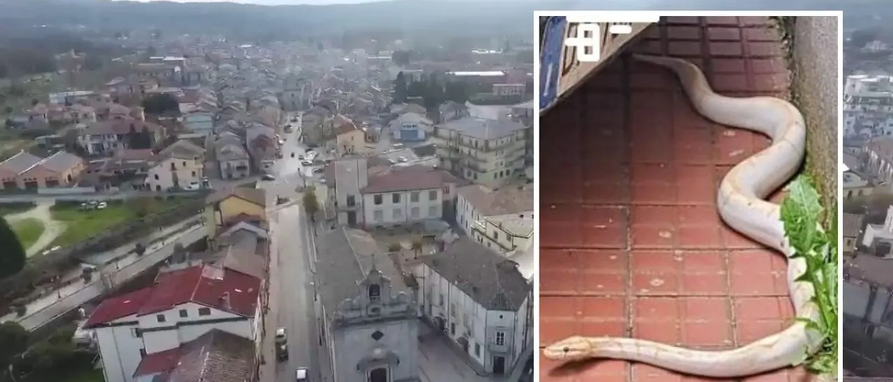 Il serpente di Serra è tornato a casa: tanta curiosità e qualche brivido per la fuga a lieto fine del pitone albino