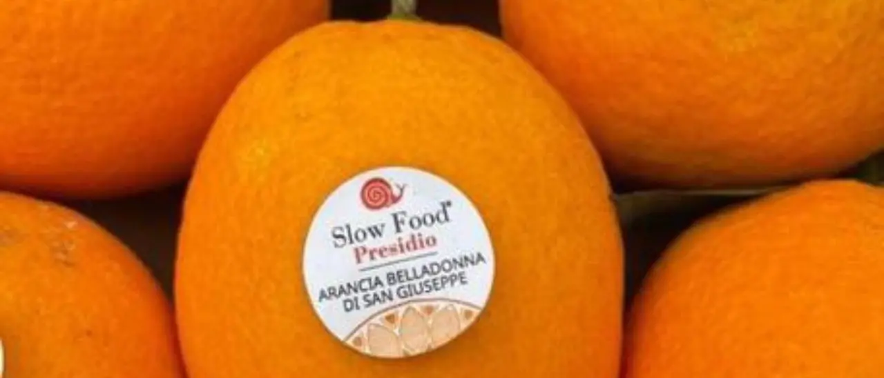 Reggio Calabria, l’arancia Belladonna è un’eccellenza da rilanciare