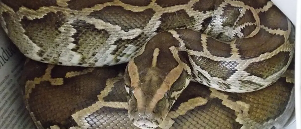 Un altro pitone a spasso nel Vibonese, avvistato e recuperato nel cortile dell’ospedale di Soriano