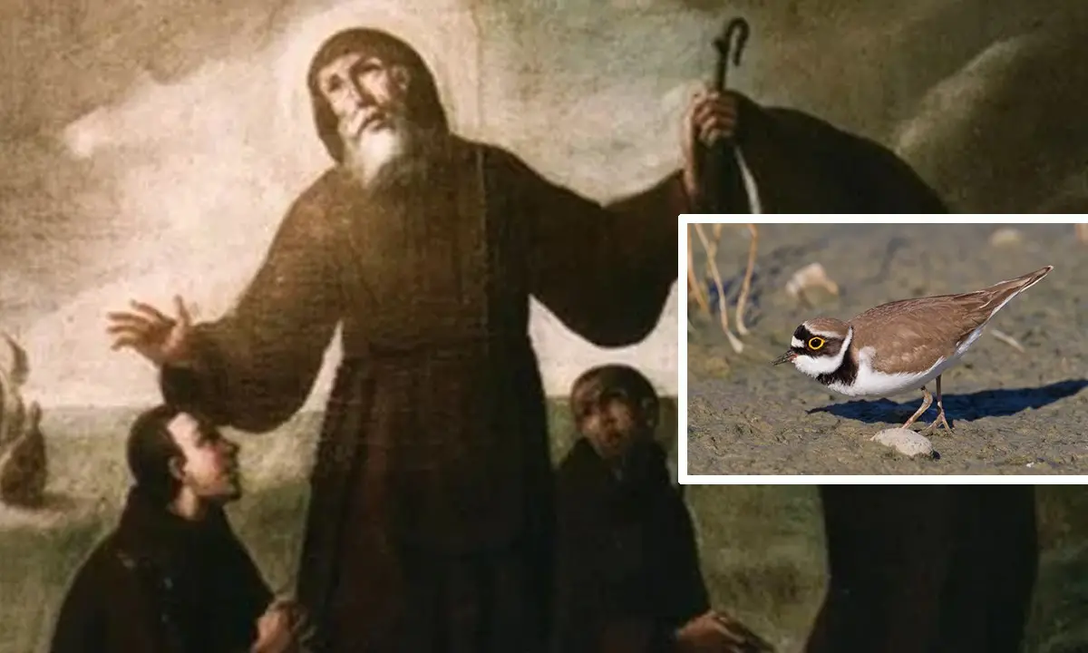 San Francesco di Paola, il nido di una specie protetta costringe a cambiare la location dei fuochi d’artificio per la festa