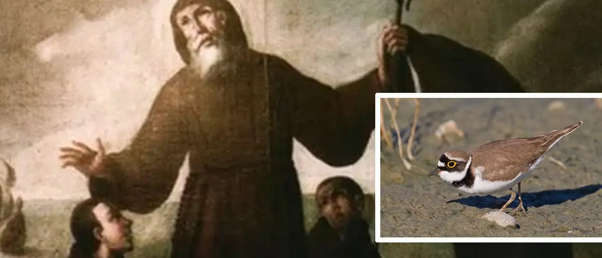 San Francesco di Paola, il nido di una specie protetta costringe a cambiare la location dei fuochi d’artificio per la festa