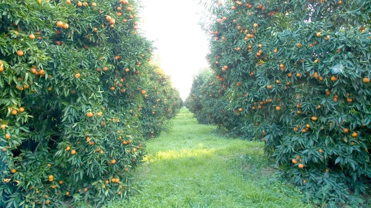 Eccellenze di Calabria, distilleria Caffo e Consorzio Igp Clementine insieme alla fiera ortofrutticola di Rimini