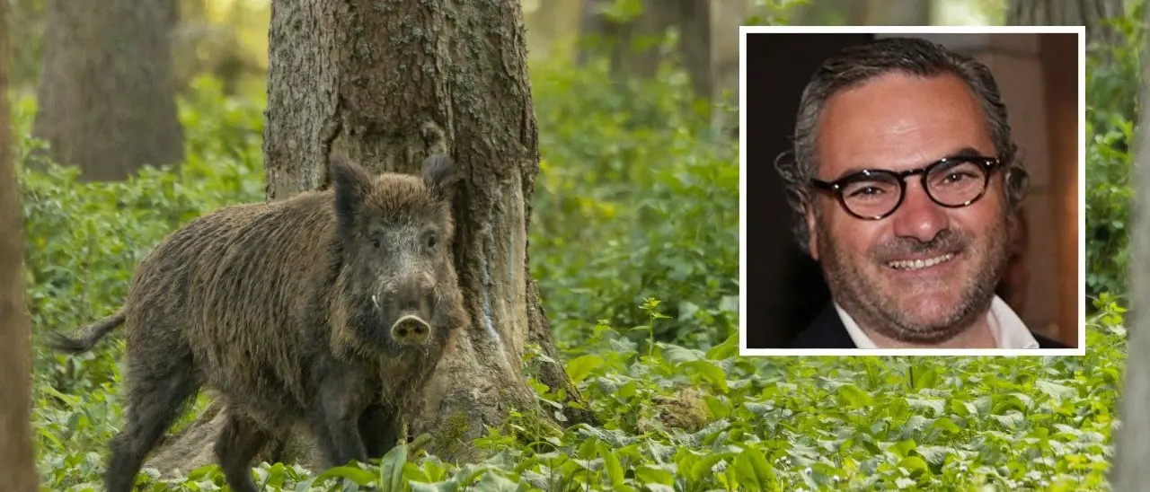 Cinghiale infetto da Peste suina a Reggio Calabria, Confagricoltura: «Intervenire subito per evitare diffusione»