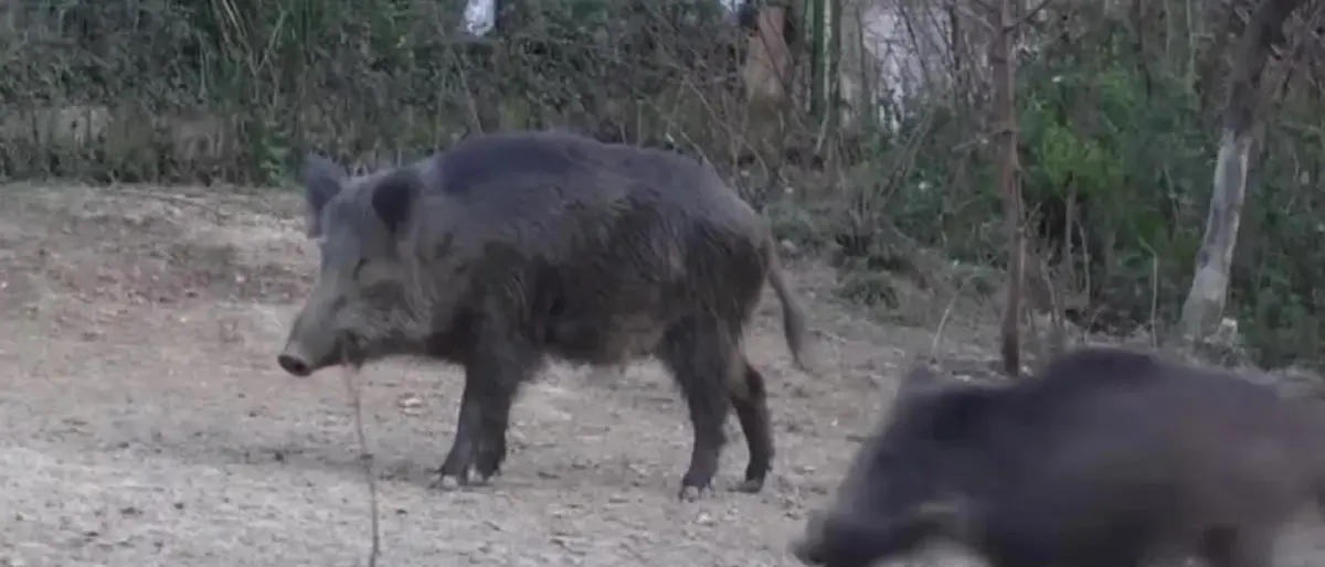 Cinghiale infetto da Peste suina a Reggio, la Regione: «Niente allarmismi, attivati protocolli per eliminare malattia»