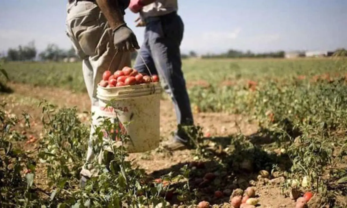 Truffa all’Inps con falsi braccianti agricoli nel Reggino: sequestrati beni per 100mila euro