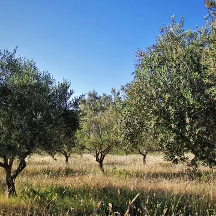 La Locale di Zungri dietro l’assalto agli uliveti di Briatico: i dettagli della maxi operazione Maestrale-Carthago