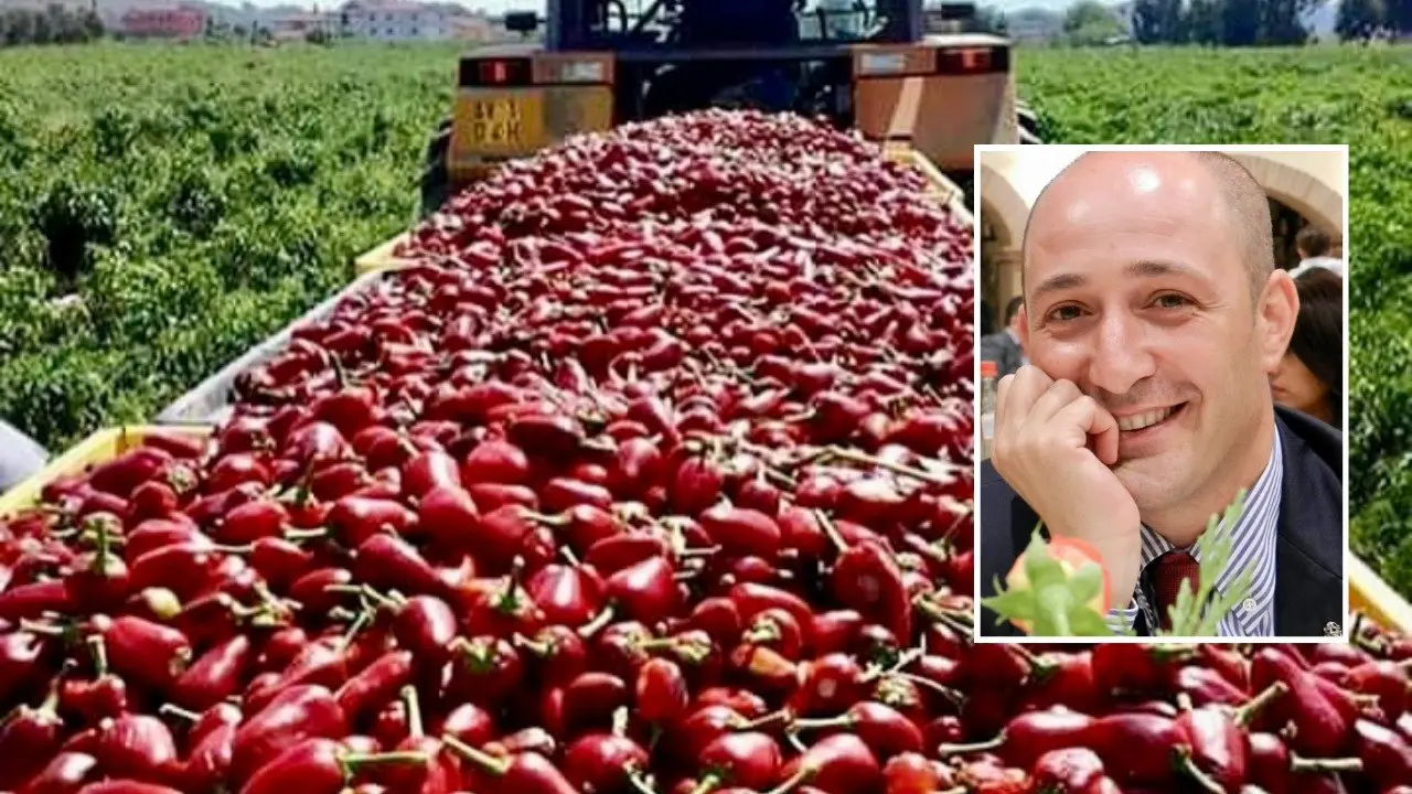 Il peperoncino di Calabria, dalla nascita del Consorzio produttori al trionfo nei mercati internazionali e nei Paesi arabi