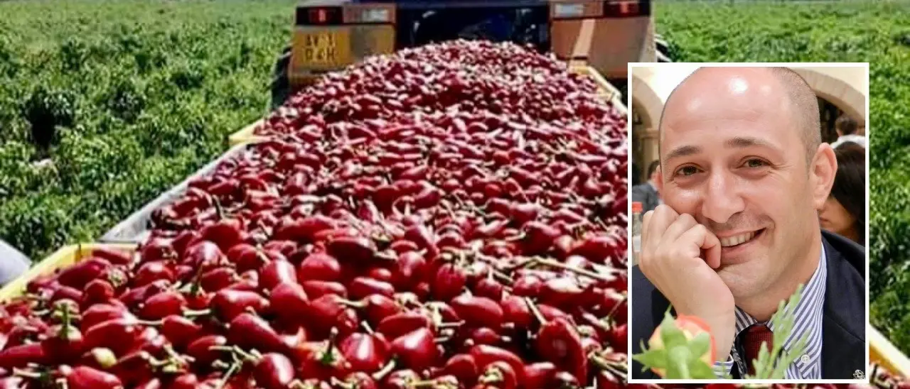 Il peperoncino di Calabria, dalla nascita del Consorzio produttori al trionfo nei mercati internazionali e nei Paesi arabi