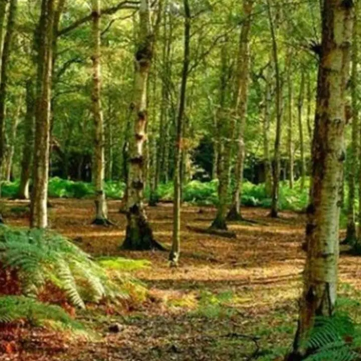 Forestazione, il gruppo Pd in consiglio regionale presente alla manifestazione sindacale