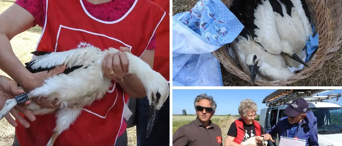 Cicogne in Calabria, tornano le iniziative Lipu per “adottare” esemplari appena nati