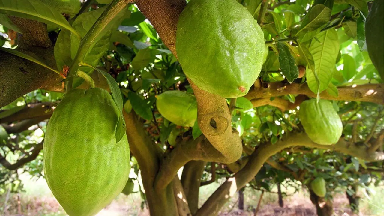 Il Cedro di Santa Maria conquista il marchio Dop: da oggi iscritto nel registro Ue