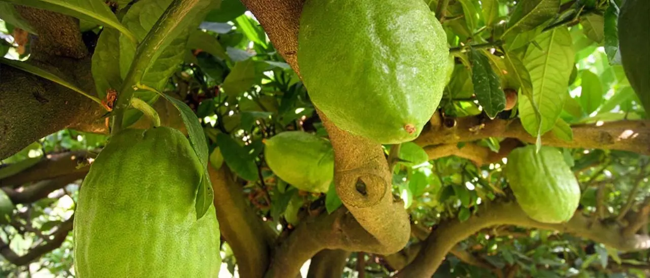Il Cedro di Santa Maria conquista il marchio Dop: da oggi iscritto nel registro Ue