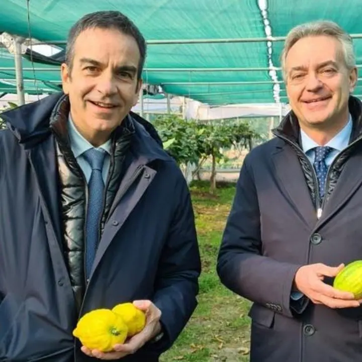 Il Cedro di Santa Maria conquista il marchio Dop, Occhiuto e Gallo: «Una buona notizia per tutta la Calabria»