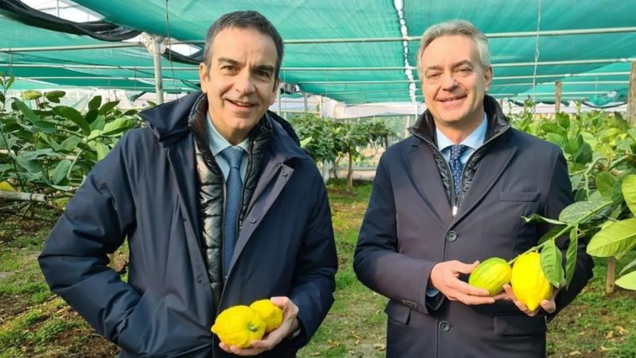 Il Cedro di Santa Maria conquista il marchio Dop, Occhiuto e Gallo: «Una buona notizia per tutta la Calabria»