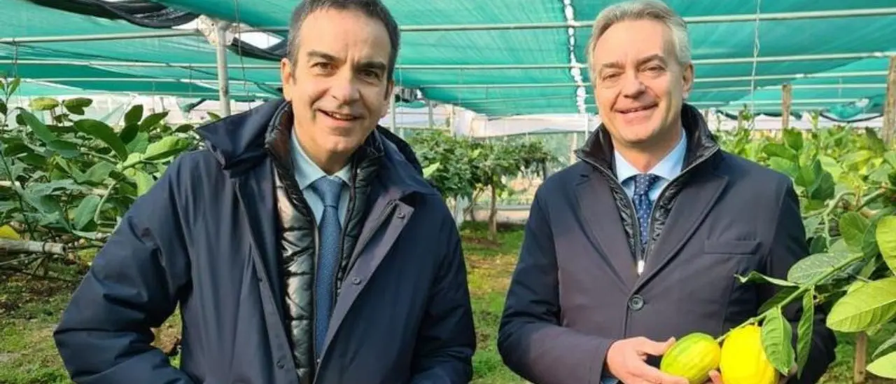 Il Cedro di Santa Maria conquista il marchio Dop, Occhiuto e Gallo: «Una buona notizia per tutta la Calabria»