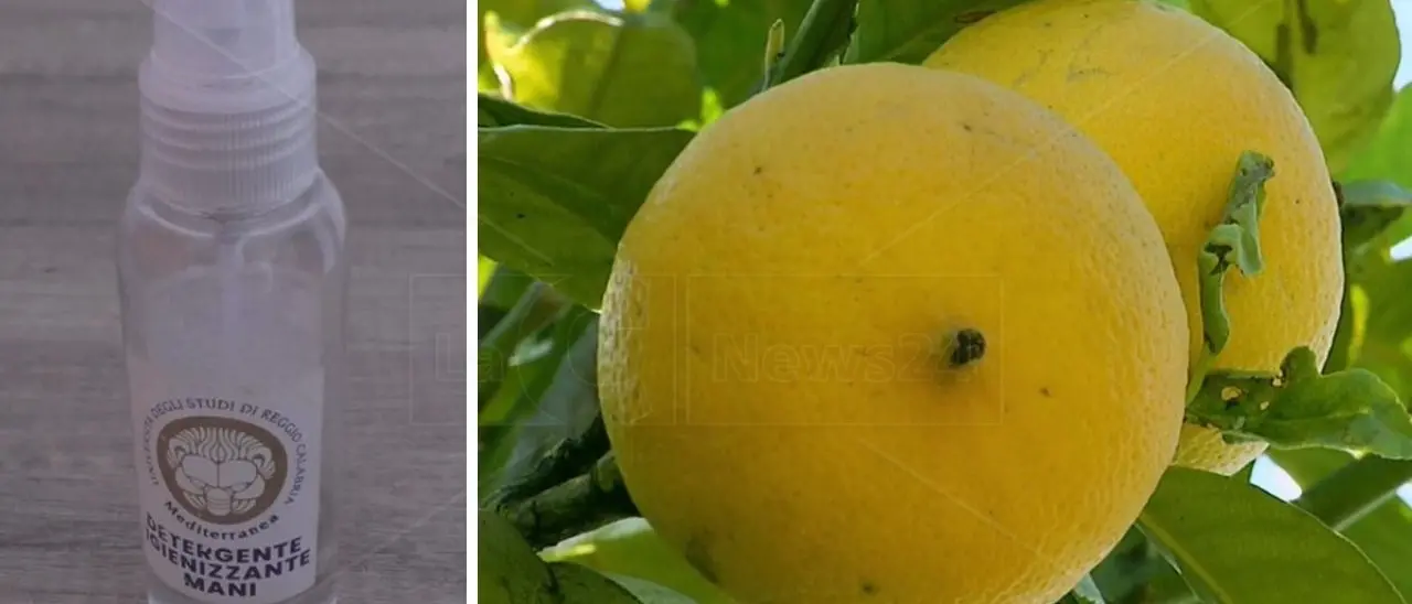 L’essenza del bergamotto anche nei disinfettanti, l’idea vincente dell’Università di Reggio Calabria