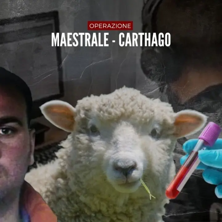 Le ingegnose truffe di ’ndrangheta: dalle pecore senza brucellosi ai marittimi malati immaginari
