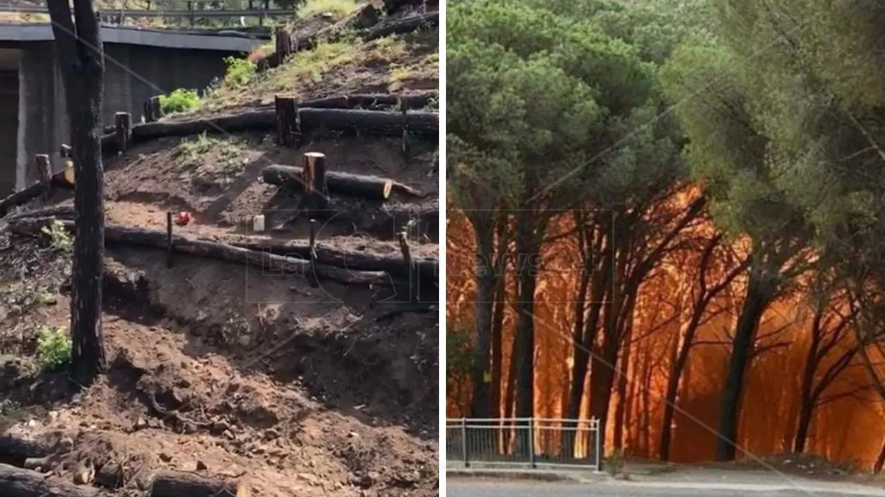 Catanzaro, riapre la pineta di Siano: fu devastata da un incendio due anni fa