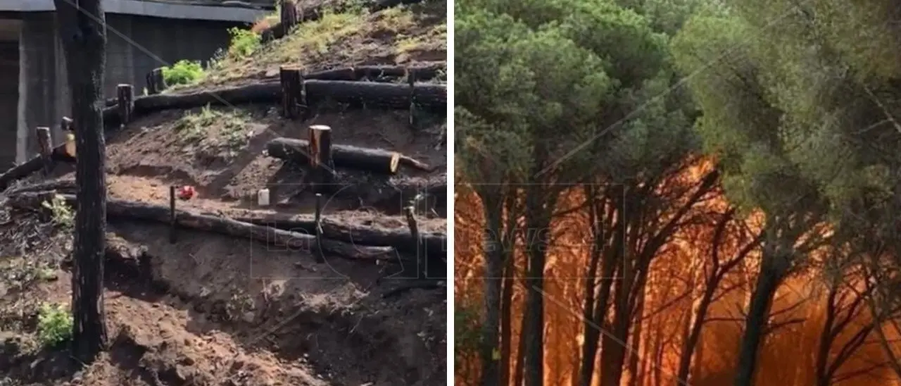 Catanzaro, riapre la pineta di Siano: fu devastata da un incendio due anni fa