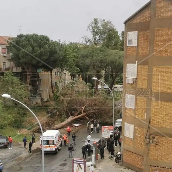 Maltempo a Reggio Calabria, aperta un’inchiesta sulla morte dell’uomo schiacciato da un albero