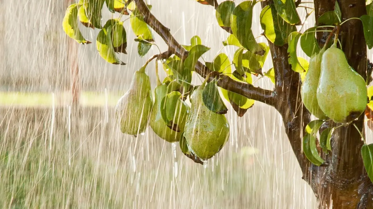 Alluvione in Emilia Romagna, Italmercati: «Previsto un calo della disponibilità di frutta del 20%»