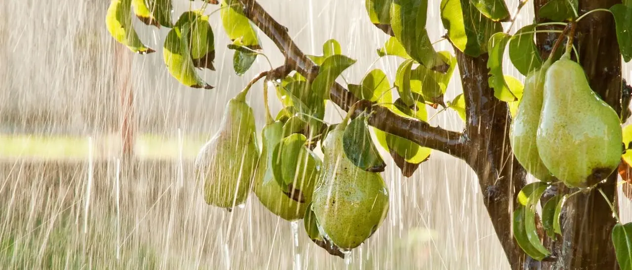 Alluvione in Emilia Romagna, Italmercati: «Previsto un calo della disponibilità di frutta del 20%»