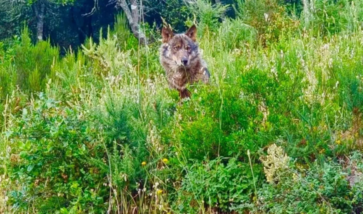 Lupi in agguato nel Cosentino, uccisi cinque bovini in un’azienda agricola