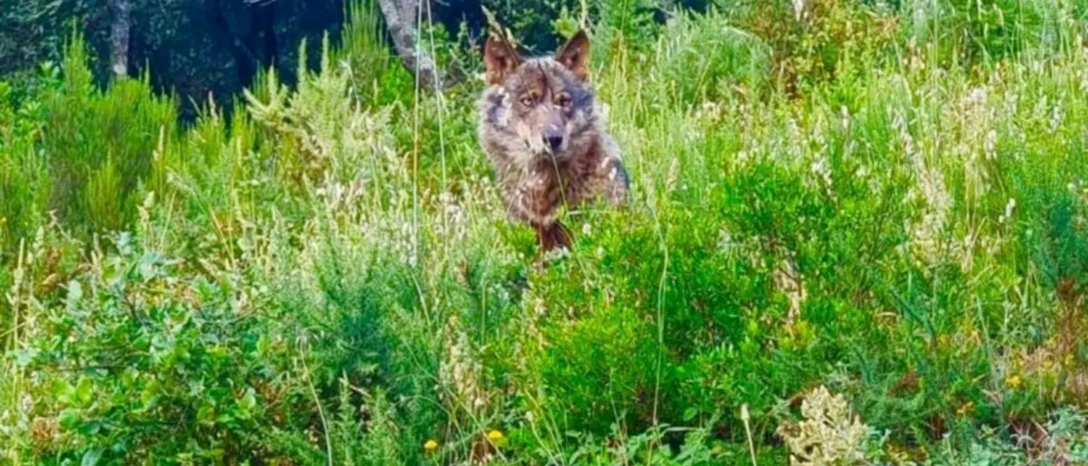 Lupi in agguato nel Cosentino, uccisi cinque bovini in un’azienda agricola