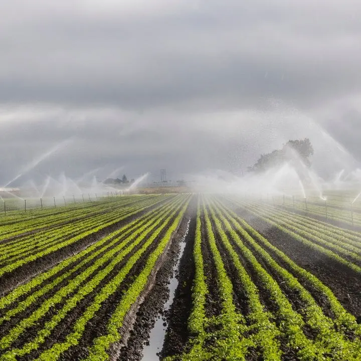 Acqua, i consorzi di bonifica smentiscono Occhiuto: «I 100 milioni del Pnrr per l’irrigazione non sono a rischio»