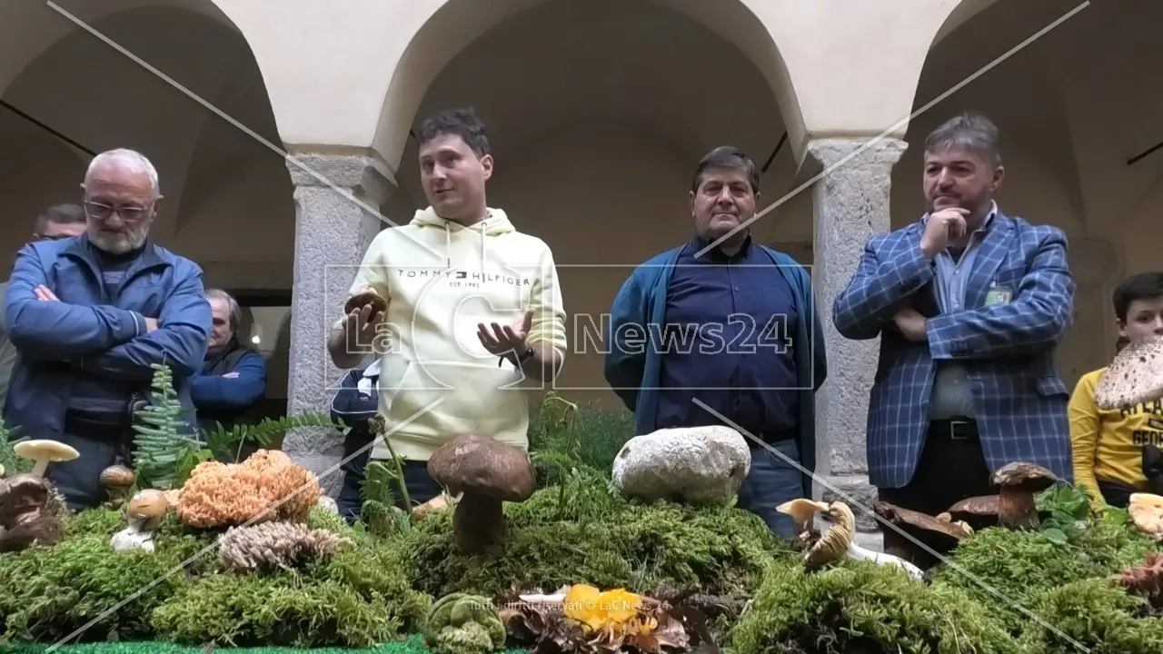 I funghi del sottobosco calabrese celebrati a Paola da Nicolò Oppicelli, il micologo più quotato d’Italia