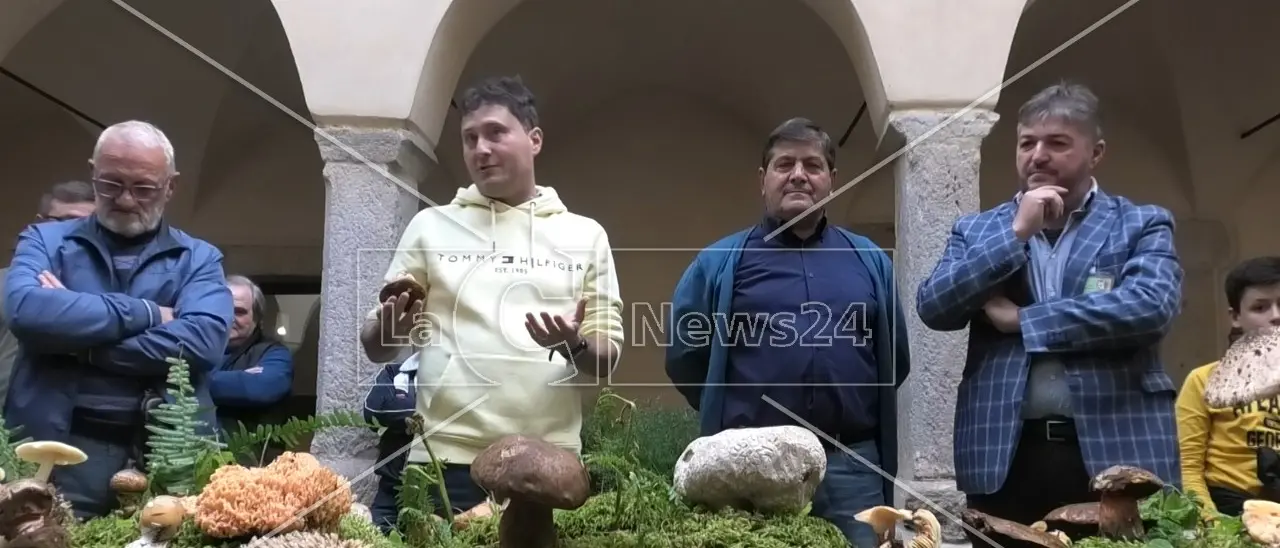 I funghi del sottobosco calabrese celebrati a Paola da Nicolò Oppicelli, il micologo più quotato d’Italia
