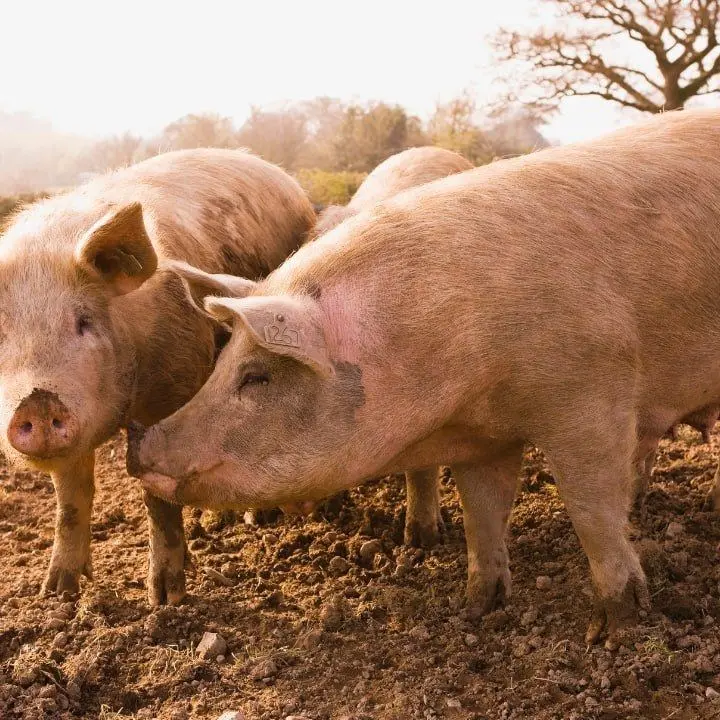 Nel Reggino la peste suina rischia di travolgere l’intera filiera delle carni, sindaci e produttori nel caos