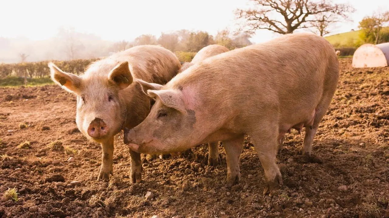 Nel Reggino la peste suina rischia di travolgere l’intera filiera delle carni, sindaci e produttori nel caos