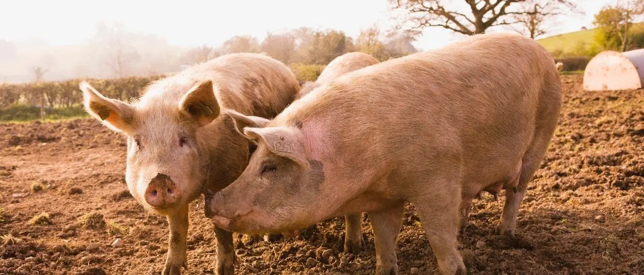 Nel Reggino la peste suina rischia di travolgere l’intera filiera delle carni, sindaci e produttori nel caos